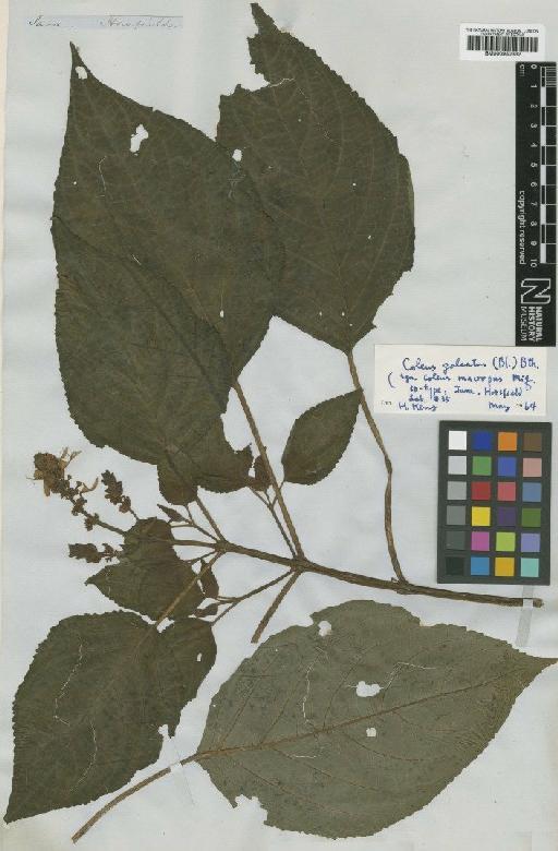 Coleus macropus Miq. - BM000950332