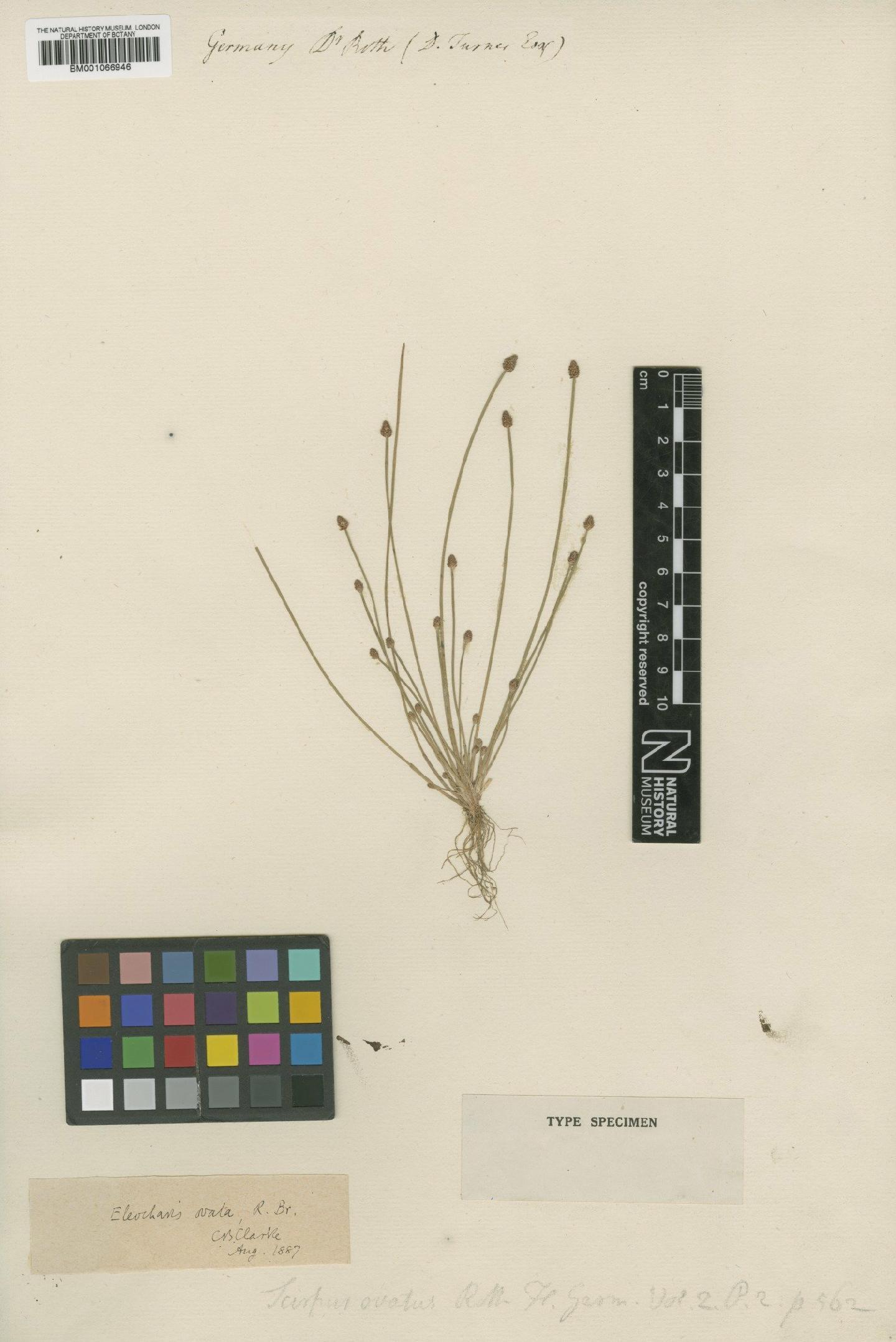 To the Natural History Museum, London (Eleocharis ovata (Roth) Roem. & Schult. BM001066946 type 1)