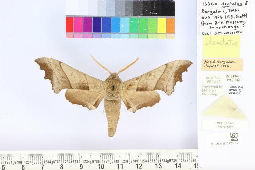 Polyptychus dentatus (Cramer, 1777) - NHMUK010928312_Polyptychus_dentatus_dorsal_and_labels