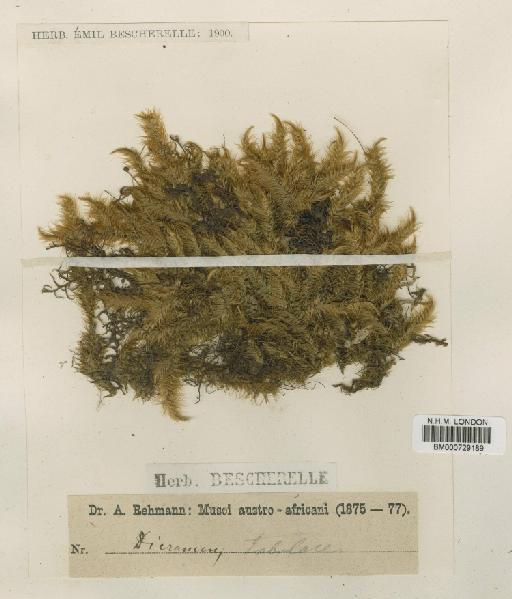 Dicranoloma billardieri (Brid.) Paris - BM000729189