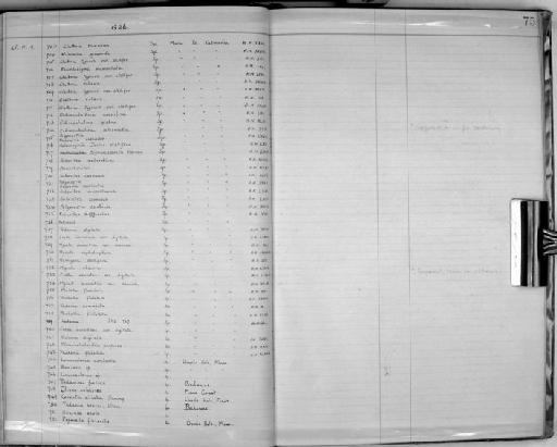 Echinochalina glabra (Ridley & Dendy, 1886) - Zoology Accessions Register: Spongiida: 1918 - 1928: page 75
