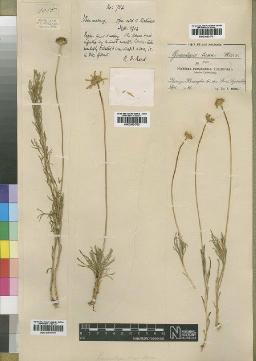 Euryops laxus (Harv.) Burtt Davy - BM000924729