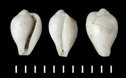 Erato recondita var. var. haplochila Melvill & Standen, 1903 - 1903.12.15.50