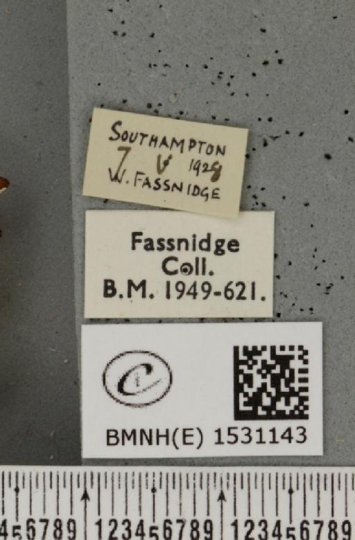Falcaria lacertinaria ab. impuncta Lempke, 1938 - BMNHE_1531143_label_187336