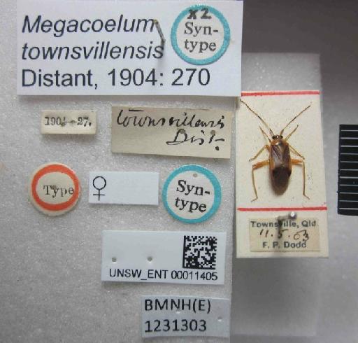 Megacoelum townsvillensis Distant, 1904 - Megacoelum townsvillensis-BMNH(E)1231303-Syntype female dorsal & labels