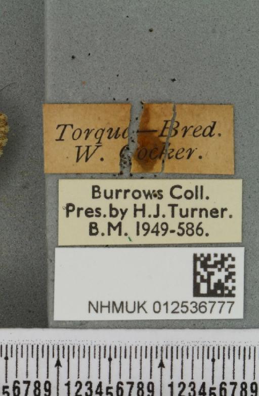 Polymixis lichenea ab. flavescens Siviter Smith, 1942 - NHMUK_012536777_label_645920