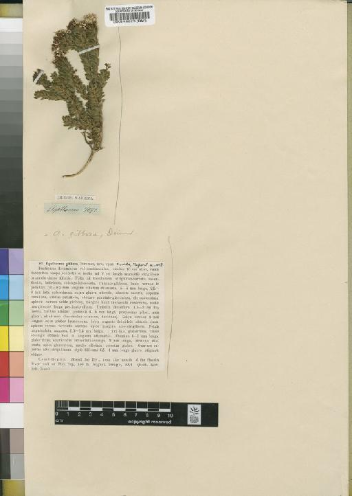 Agathosma gibbosa Dummer - BM000546928