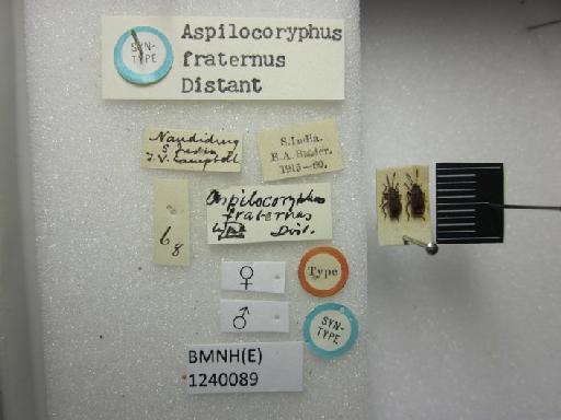 Aspilocoryphus fraternus Distant, 1918 - Aspilocoryphus fraternus-BMNH(E)1240089-Syntype female dorsal & labels