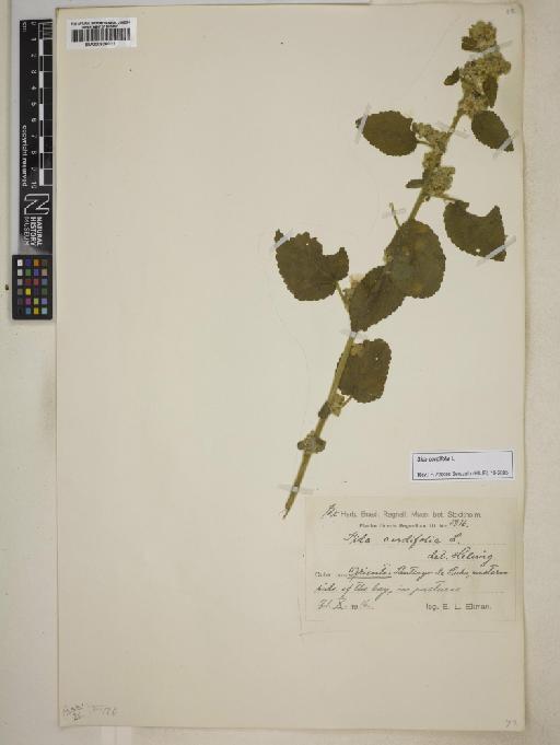 Sida cordifolia L. - BM000926022