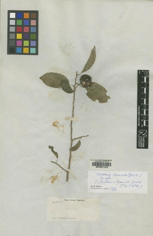 Casearia tremula (Griseb.) Griseb. ex C.Wright - BM000611043