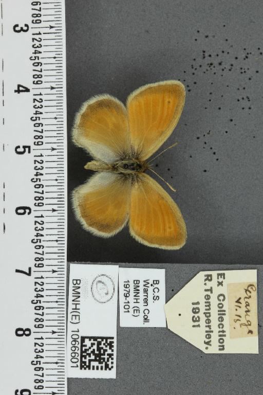 Coenonympha pamphilus (Linnaeus, 1758) - BMNHE_1066601_27901