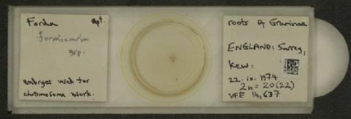 Forda formicaria von Heyden, C., 1837 - 010126161_112940_1094301