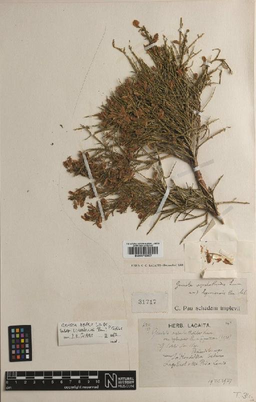 Genista hystrix subsp. legionensis (Pau) P.E.Gibbs - BM000750907