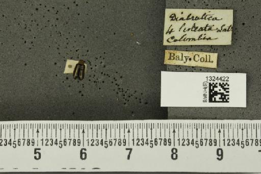 Acalymma mediovittatum (Baly, 1886) - BMNHE_1324422_20850