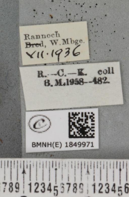 Macaria brunneata ab. fusca Lempke, 1952 - BMNHE_1849971_label_423416
