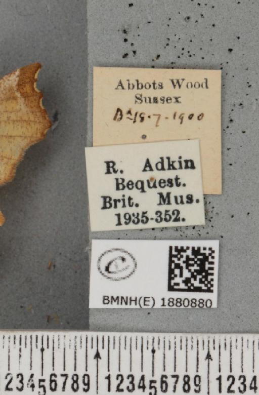 Selenia dentaria (Fabricius, 1775) - BMNHE_1880880_label_445904