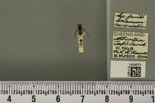 Bactrocera (Bactrocera) cacuminata (Hering, 1941) - BMNHE_1434373_28560