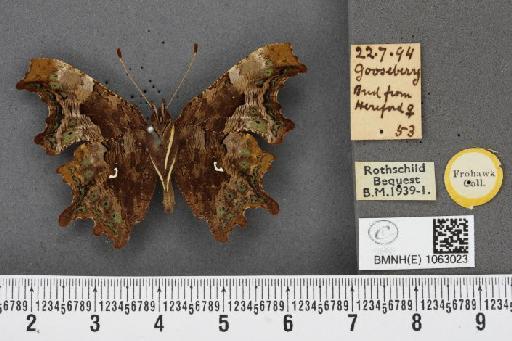 Polygonia c-album (Linnaeus, 1758) - BMNHE_1063023_24019