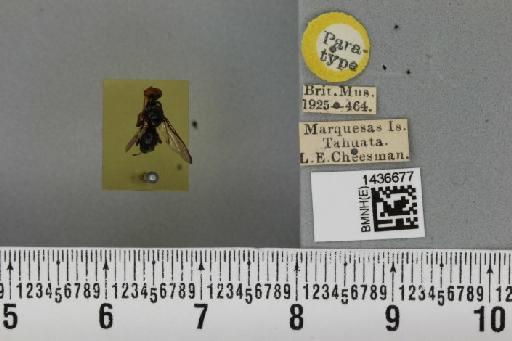 Bactrocera (Bactrocera) perfusca (Aubertin, 1929) - BMNHE_1436677_30780