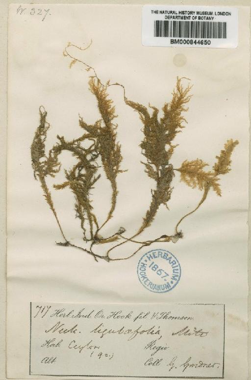 Homaliodendron ligulaefolium (Mitt.) M.Fleisch. - BM000844650