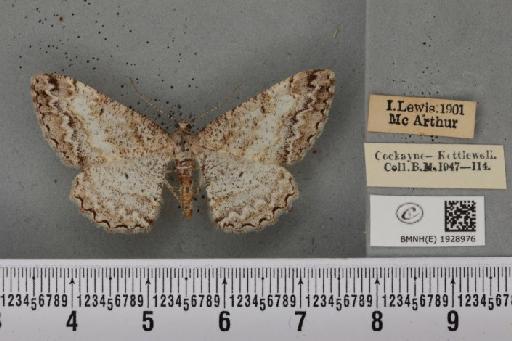 Alcis repandata sodorensium (Weir, 1881) - BMNHE_1928976_492720