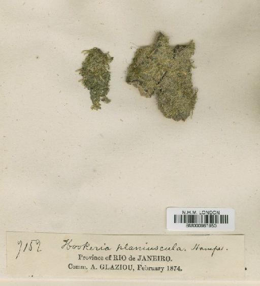 Hookeriopsis planiuscula (Hampe) A.Jaeger - BM000961950