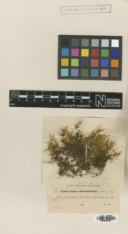 Bryohumbertia filifolia (Hornsch.) J.-P.Frahm - BM000879861_a