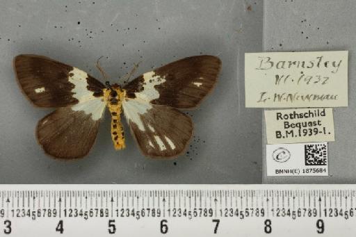 Abraxas grossulariata (Linnaeus, 1758) - BMNHE_1875684_436188