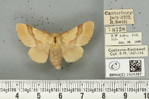 Malacosoma neustria ab. confluens de Selys, 1857 - BMNHE_1524397_190879