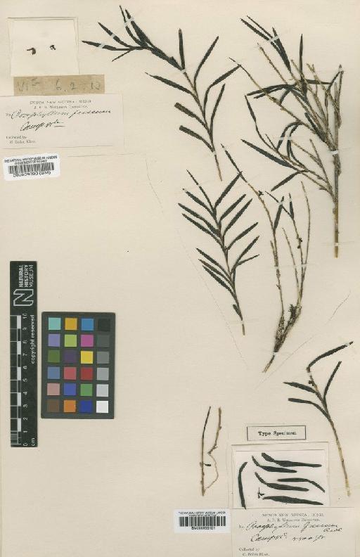 Poaephyllum fuscum Ridl. - BM000509099