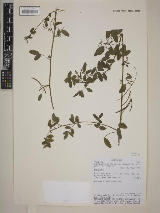 Indigofera trita subsp. scabra (Roth) de Kort & G.Thijsse - BM001172190