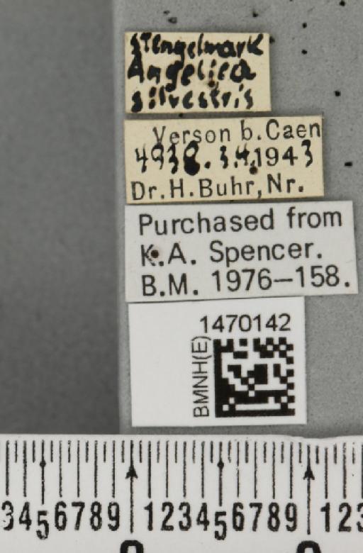 Melanagromyza angeliciphaga Spencer, 1969 - BMNHE_1470142_label_44692