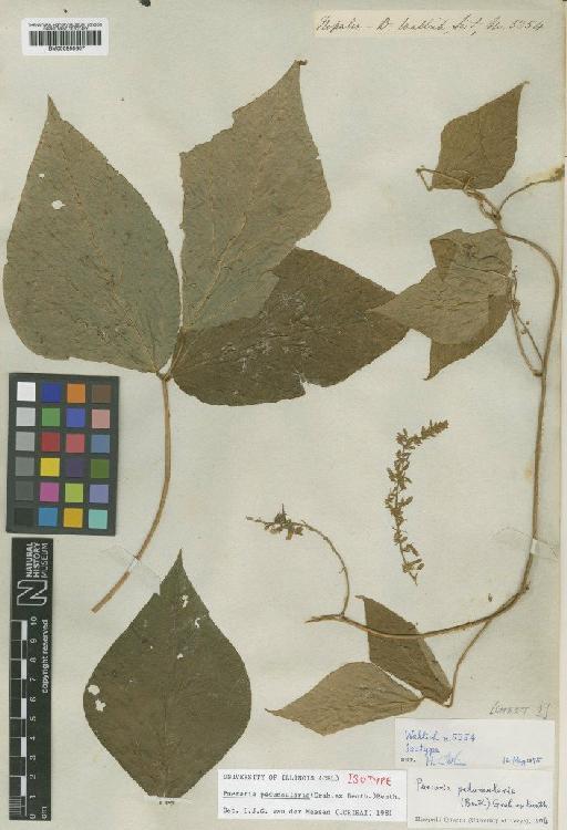 Toxicopueraria peduncularis (Benth.) A.N.Egan & B.Pan - BM000958607