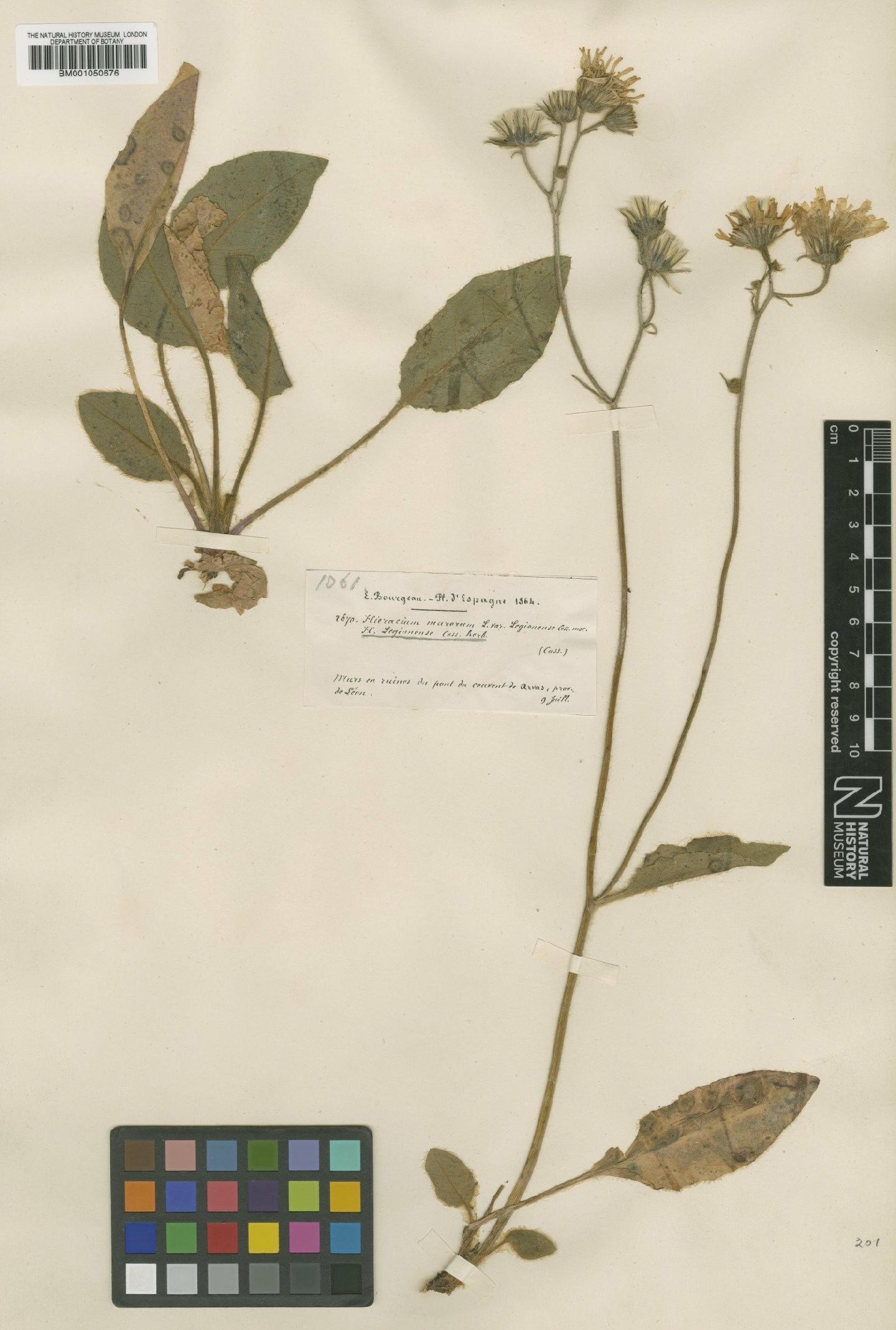 To NHMUK collection (Hieracium bicolor subsp. legionense (Willk.) Zahn; TYPE; NHMUK:ecatalogue:2398042)
