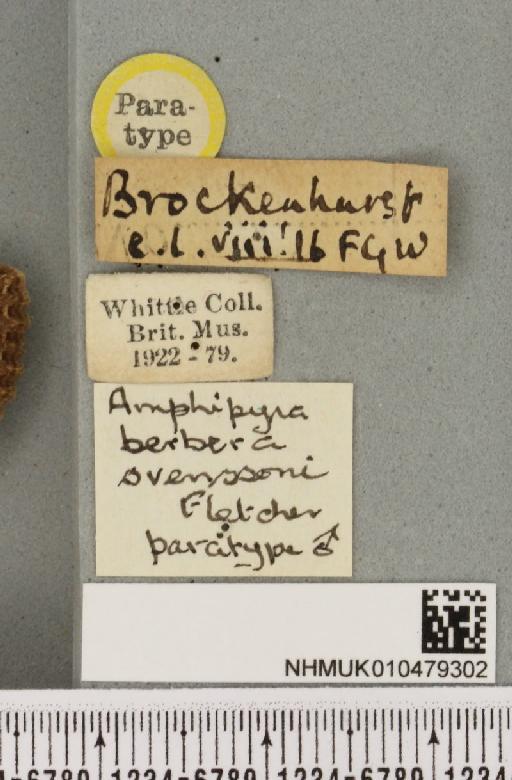 Amphipyra berbera svenssoni Fletcher, D.S., 1968 - NHMUK_010479302_label_571697