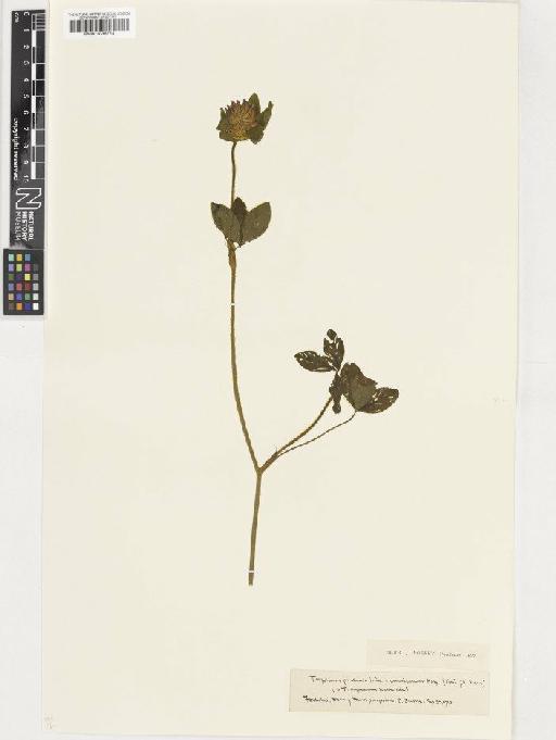 Trifolium pratense L. - BM001036724