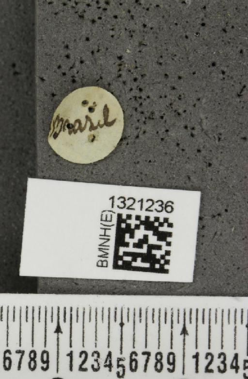 Diabrotica amoena (Dalman, 1823) - BMNHE_1321236_label_19698