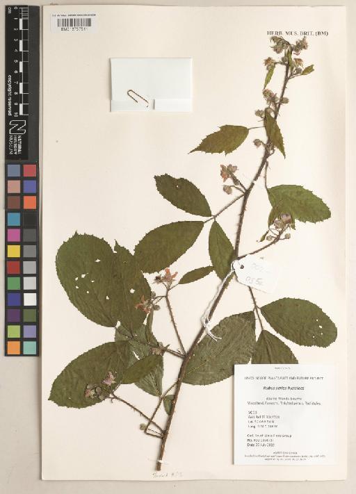 Rubus series Hystrices Focke - 013737511