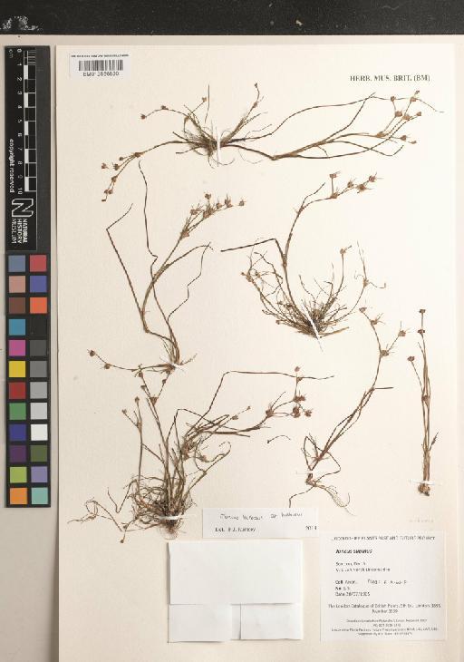 Juncus bulbosus subsp. bulbosus - BM012556620