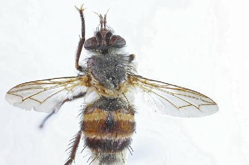 Eristaliomyia brevipennis (Walker, 1856) - Eristaliomyia brevipennis HT dorsal