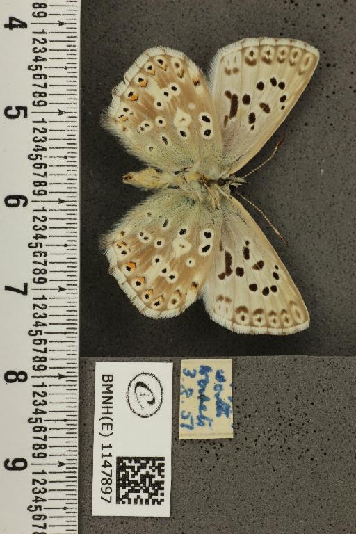 Lysandra coridon ab. parisiensis Gerhard, 1852 - BMNHE_1147897_101348