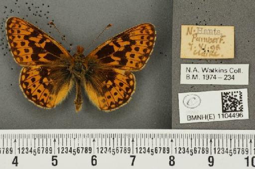 Boloria euphrosyne Linnaeus, 1758 - BMNHE_1104496_16014