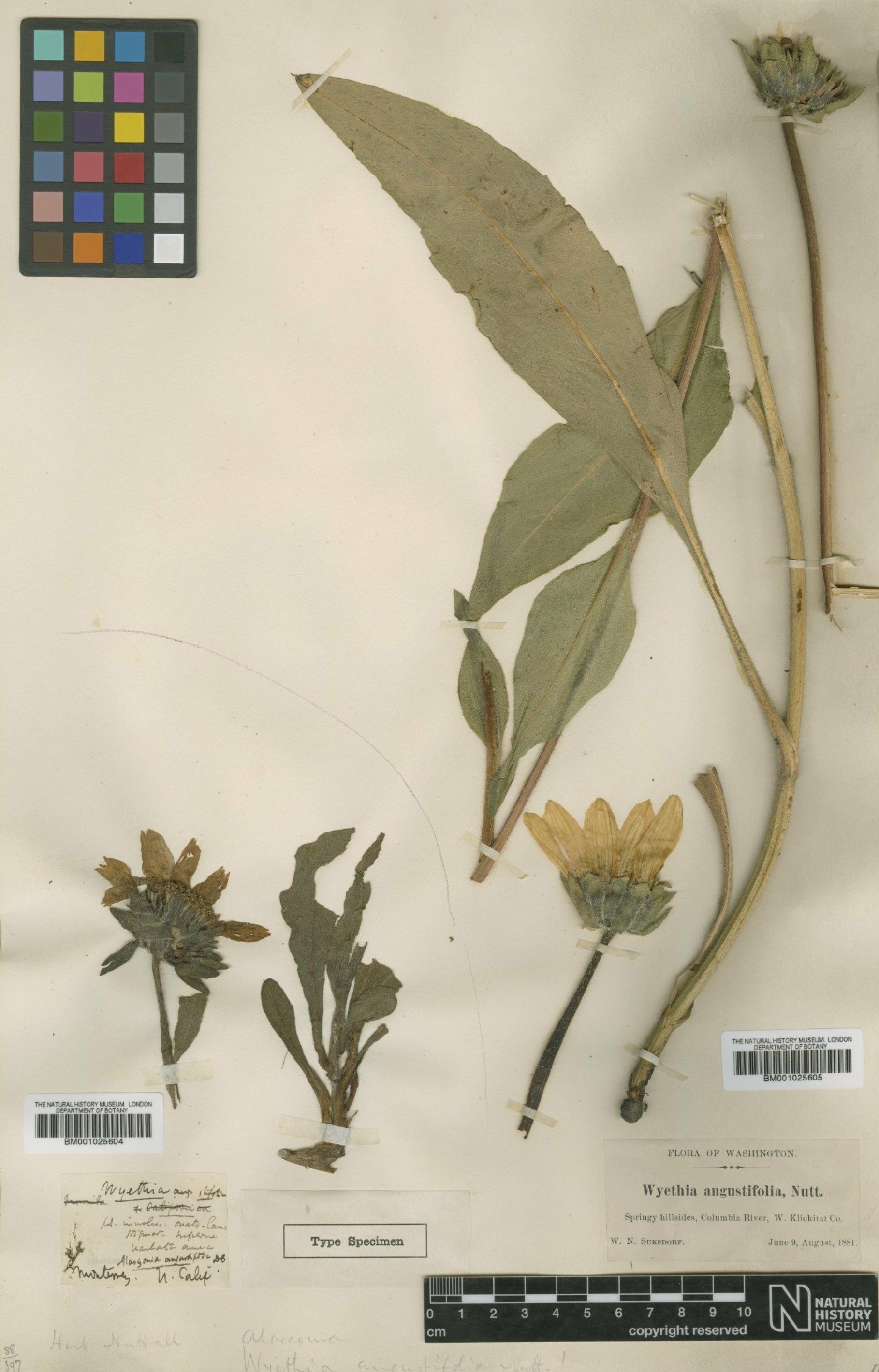 To NHMUK collection (Wyethia angustifolia (DC.) Nutt.; Type; NHMUK:ecatalogue:1184869)
