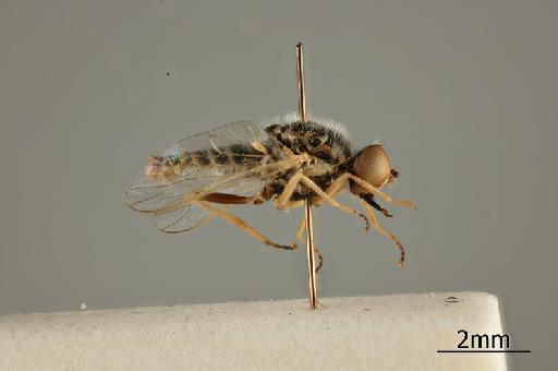 Heterotropus taurus Bowden, 1967 - 010629051_Heterotropus_taurus_Lateral_habitus_Paratype