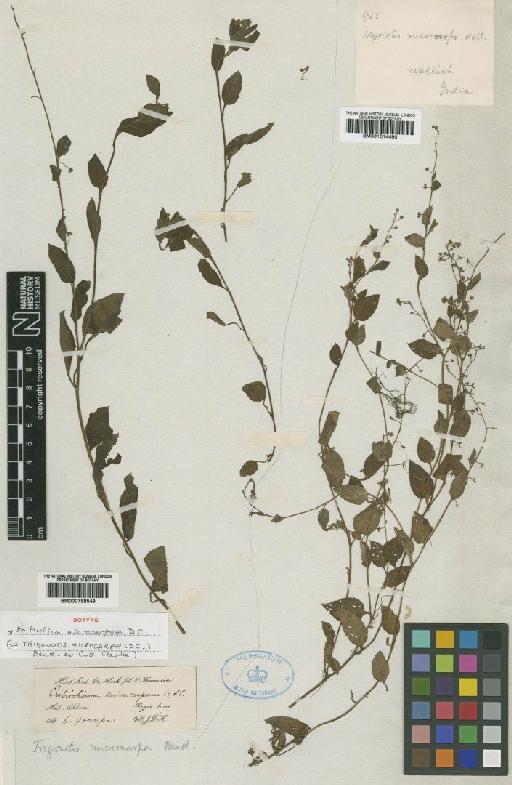 Trigonotis microcarpa Benth. ex C.B.Clarke - BM001014490