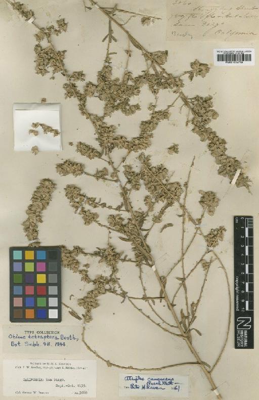 Atriplex canescens (Pursh) Nutt. - BM001024739 (2)