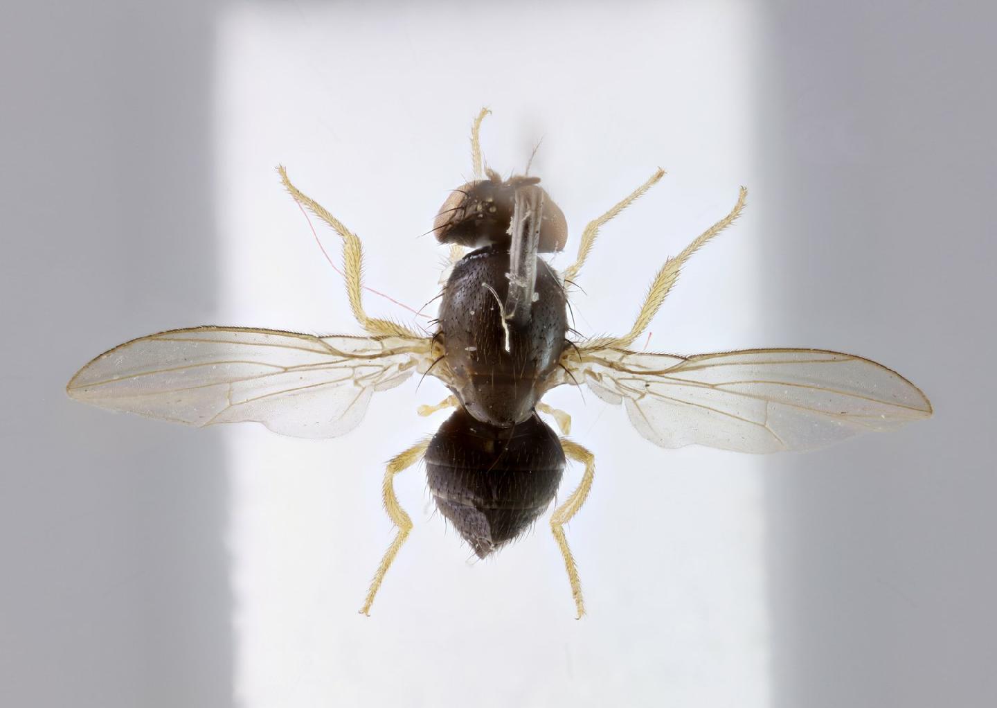 Amiota basdeni
