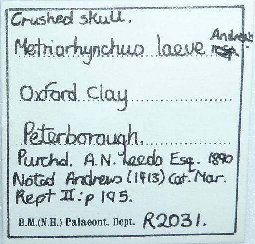 Gracilineustes leedsi Andrews, 1913 - PV R 2031 Gracilineustes (Metriorhynchus) leedsi (laeve) label