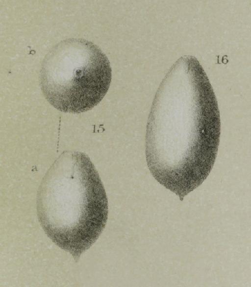 Lagena apiculata - ZF1616_56_15-16_Oolina_globosa.jpg