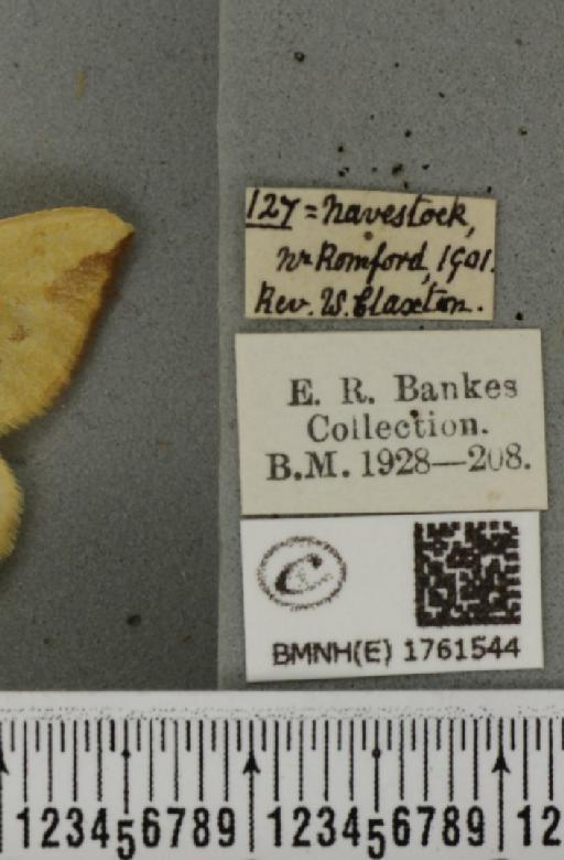 Gandaritis pyraliata (Denis & Schiffermüller, 1775) - BMNHE_1761544_label_345139